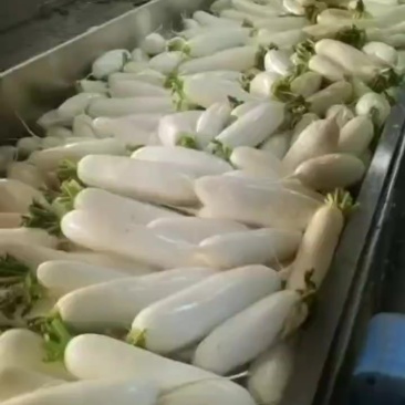 白萝卜