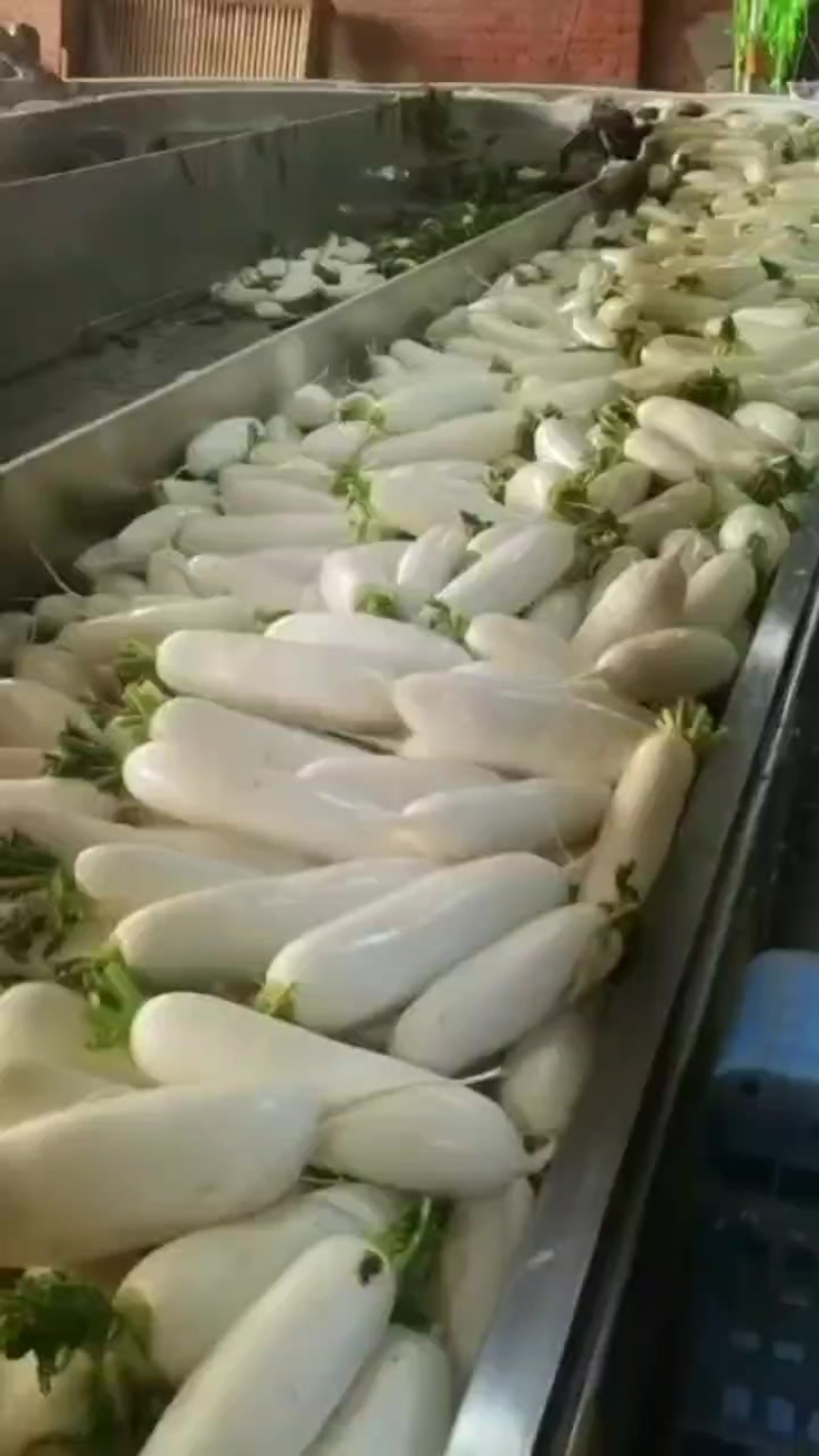 白萝卜