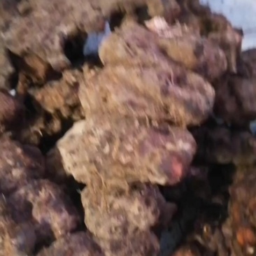 广东野生的土茯苓鲜货，现挖现卖看上的私聊，没有现货。