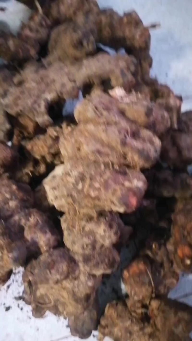 广东野生的土茯苓鲜货，现挖现卖看上的私聊，没有现货。