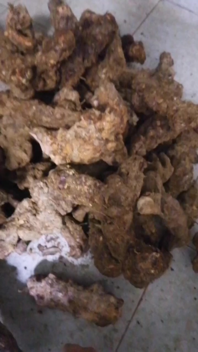广东野生的土茯苓鲜货，现挖现卖看上的私聊，没有现货。