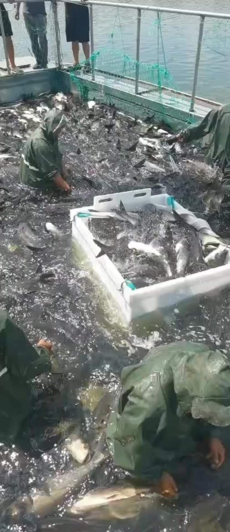 花鲢雄鱼胖头大头