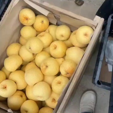 宁陵酥梨地窖梨颜色好果面好下货快都是老梨树