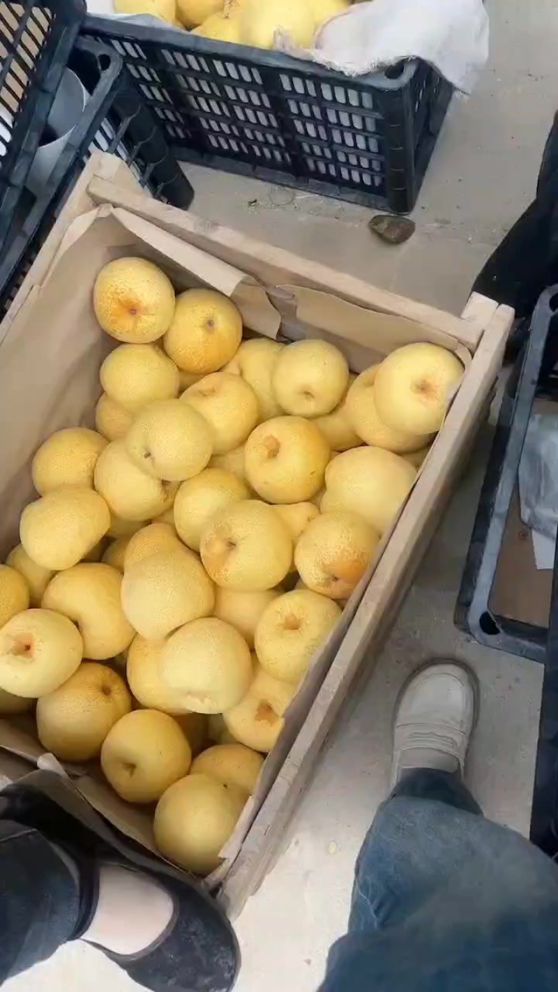 宁陵酥梨地窖梨颜色好果面好下货快都是老梨树