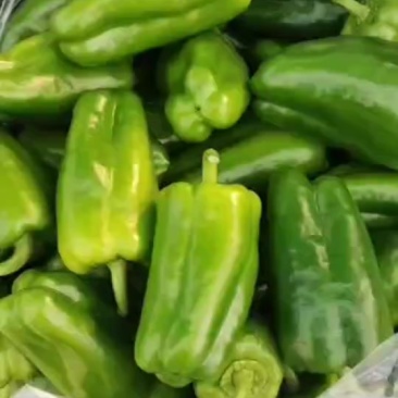菜椒