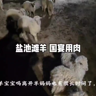 盐池滩羊销售
