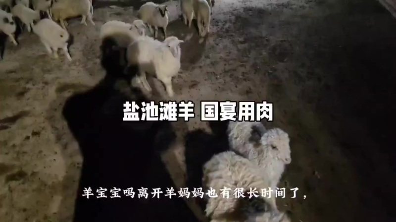 盐池滩羊销售