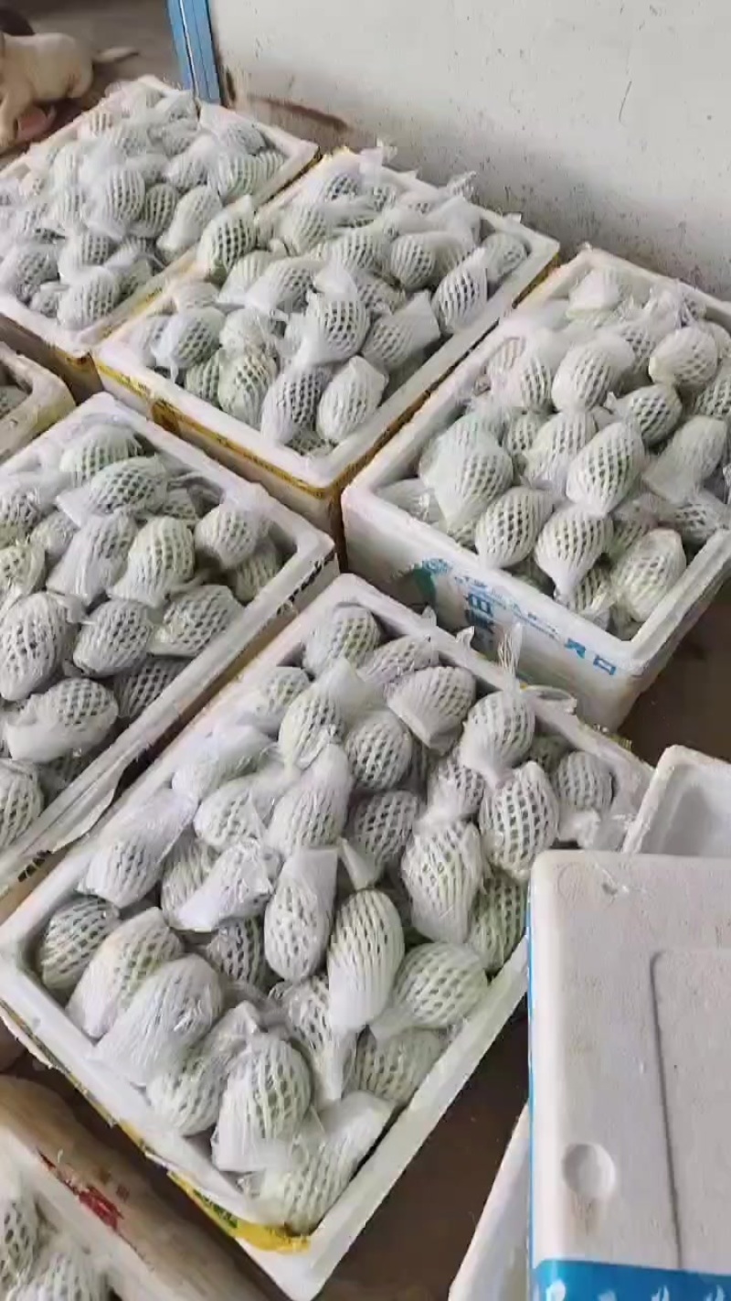番石榴