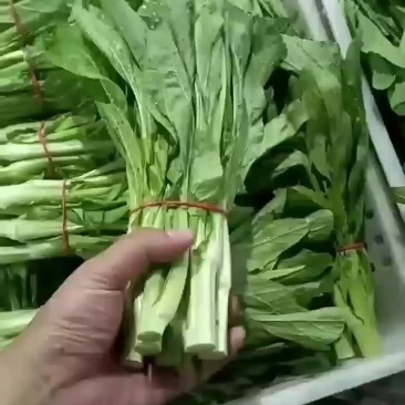 贵州高山白菜苔