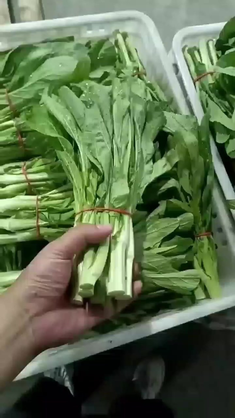 贵州高山白菜苔