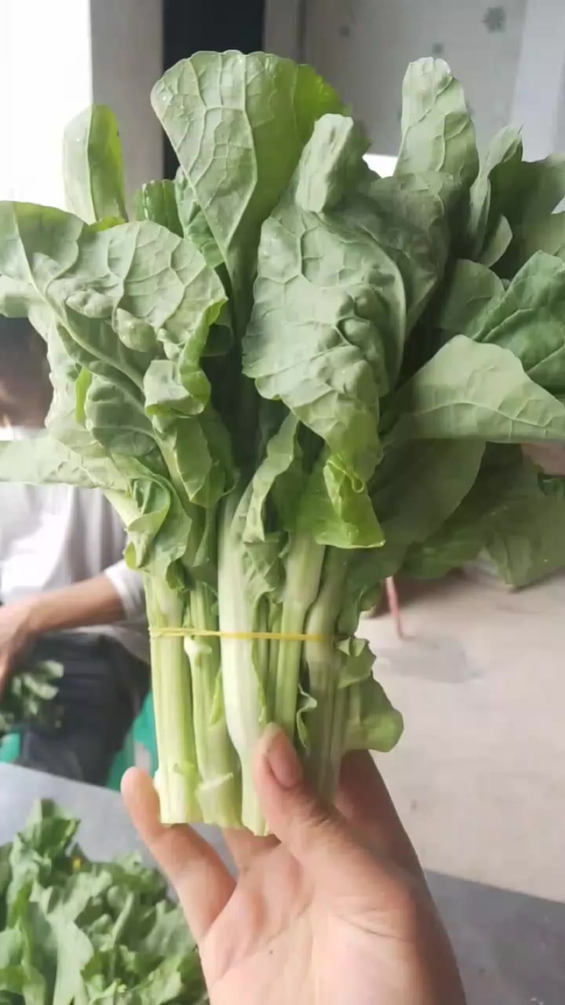 贵州高山白菜苔