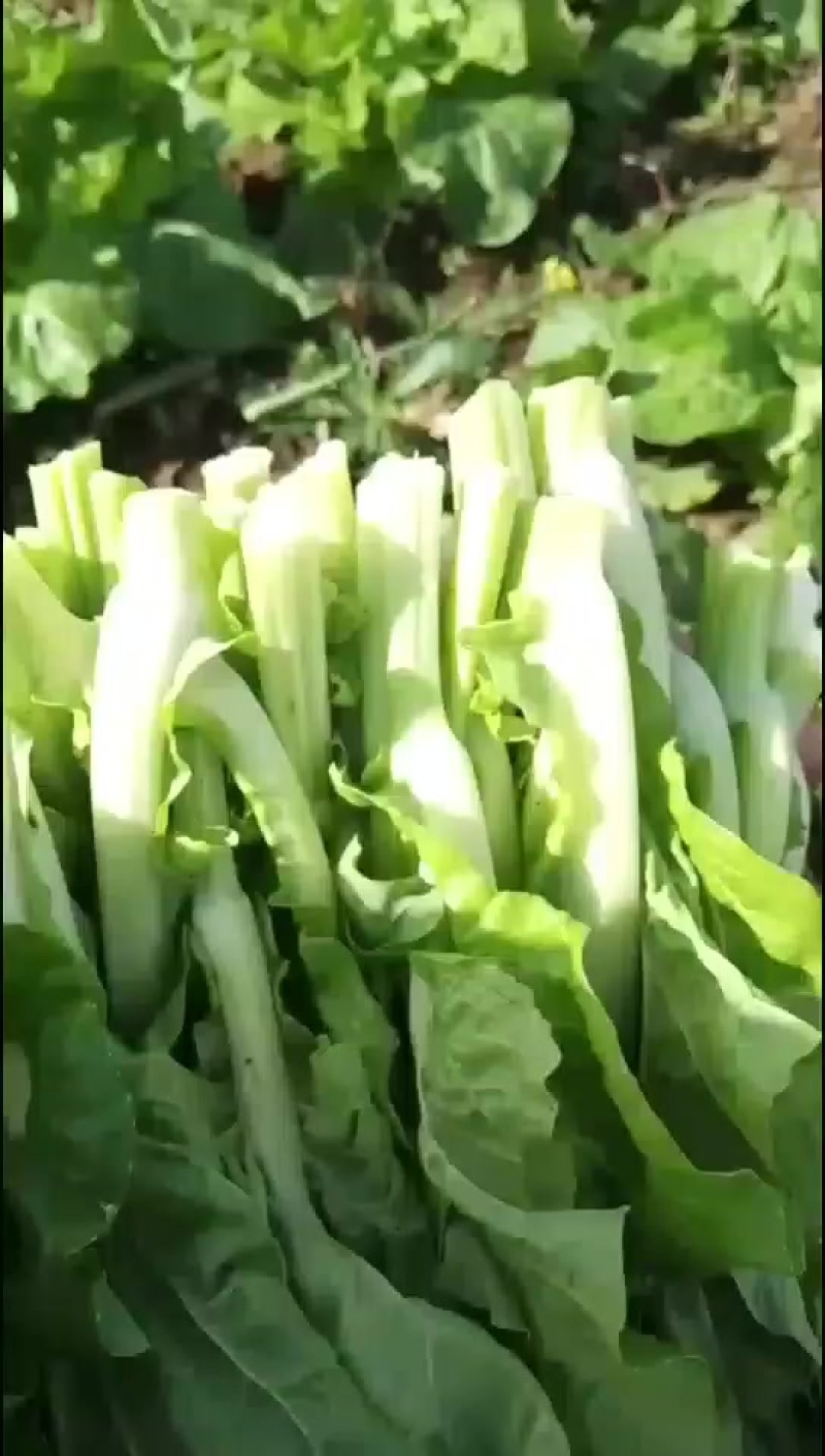 贵州高山白菜苔