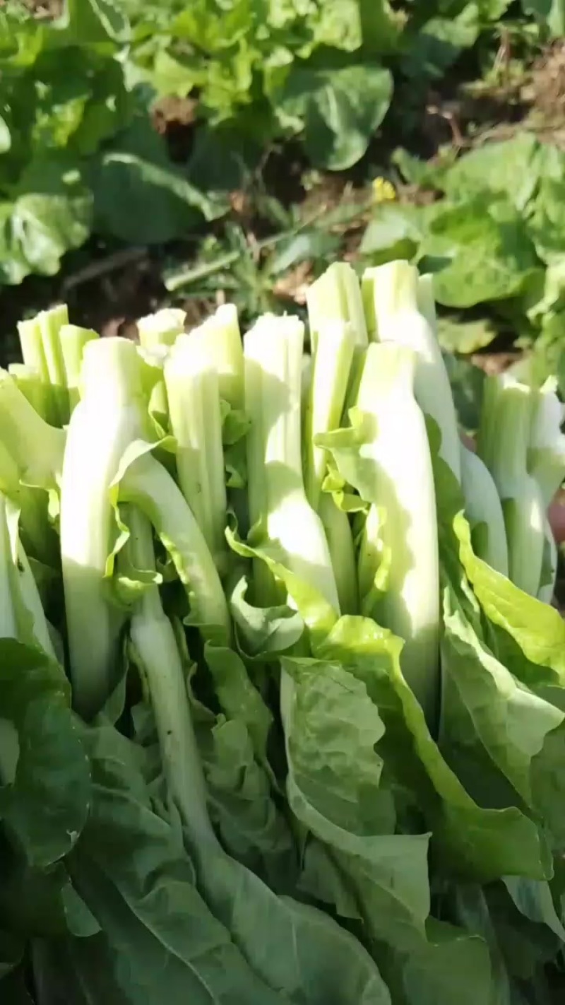贵州高山白菜苔