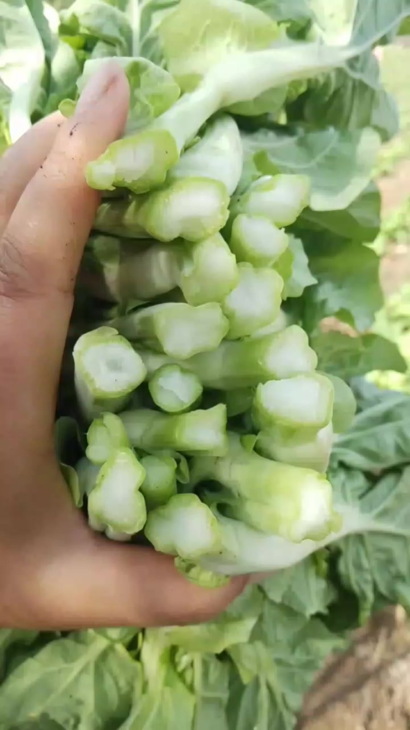 贵州高山白菜苔