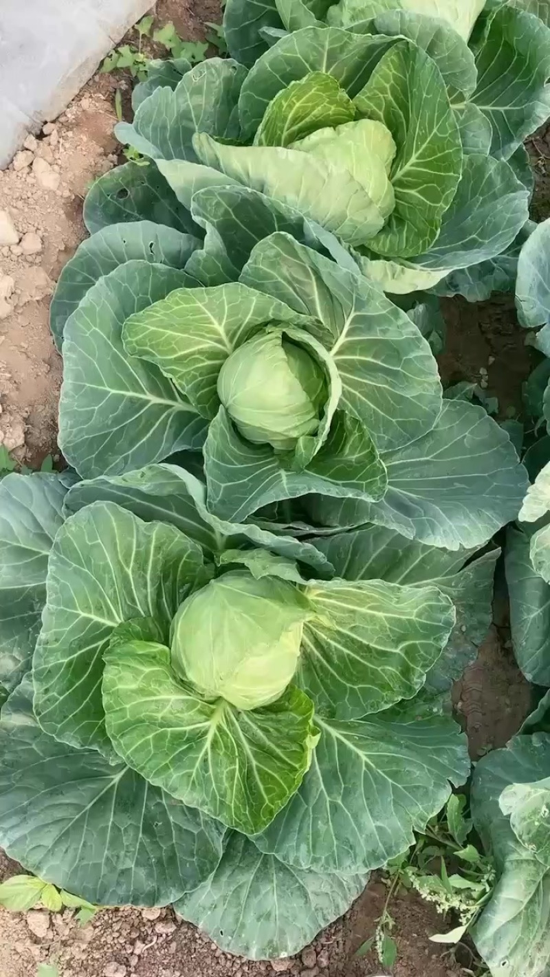 优质甘蓝，大棚种植、个头均匀，颜色亮丽皮毛好。