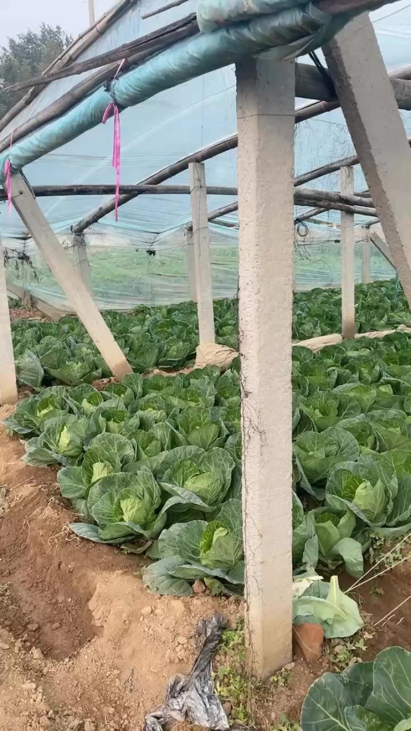 优质甘蓝，大棚种植、个头均匀，颜色亮丽皮毛好。