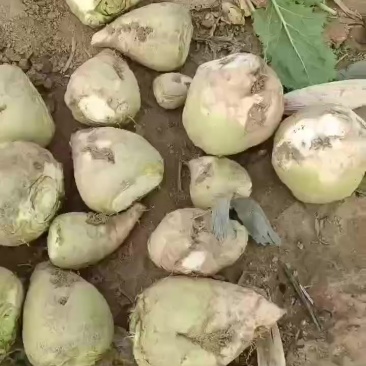 芥菜头，疙瘩大量上市中有需要老板联系我