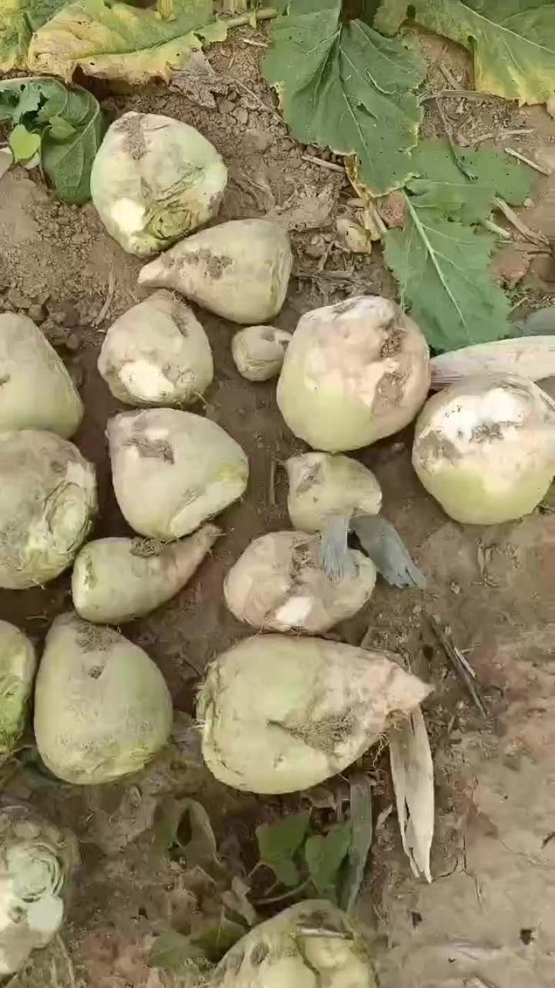 芥菜头，疙瘩大量上市中有需要老板联系我