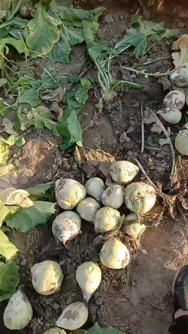 芥菜头，疙瘩大量上市中有需要老板联系我