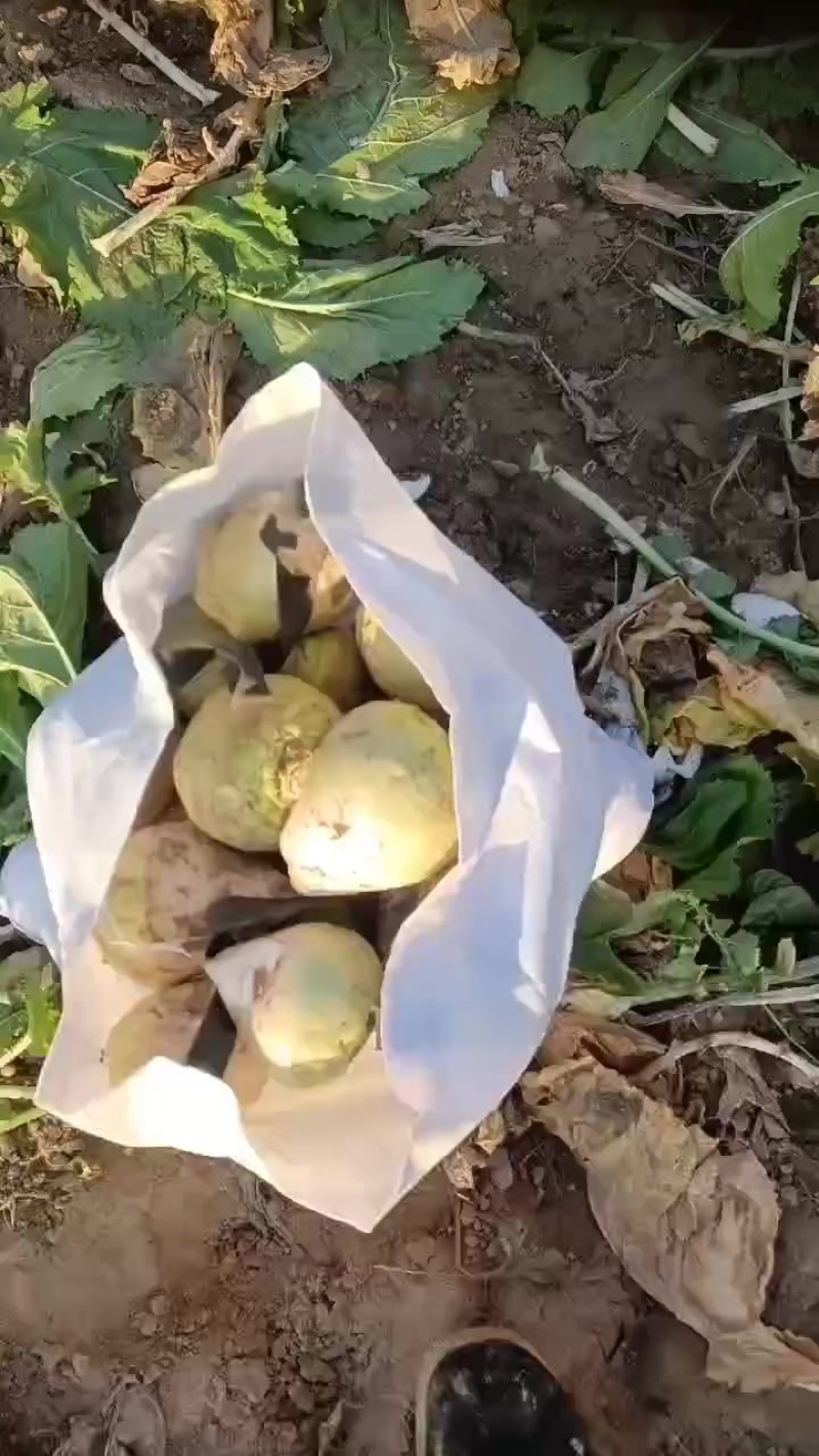 芥菜头，疙瘩大量上市中有需要老板联系我