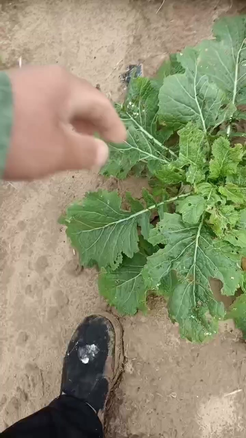 芥菜头，疙瘩大量上市中有需要老板联系我