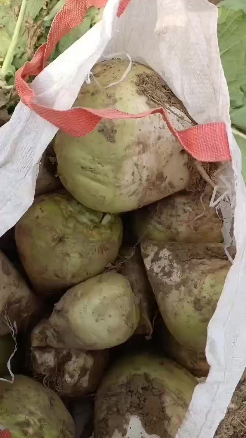 芥菜头，疙瘩大量上市中有需要老板联系我