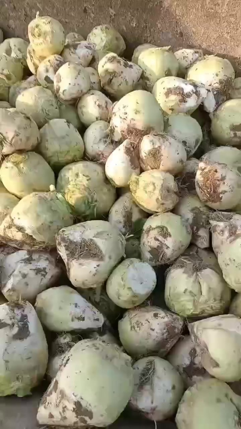 芥菜头，疙瘩大量上市中有需要老板联系我