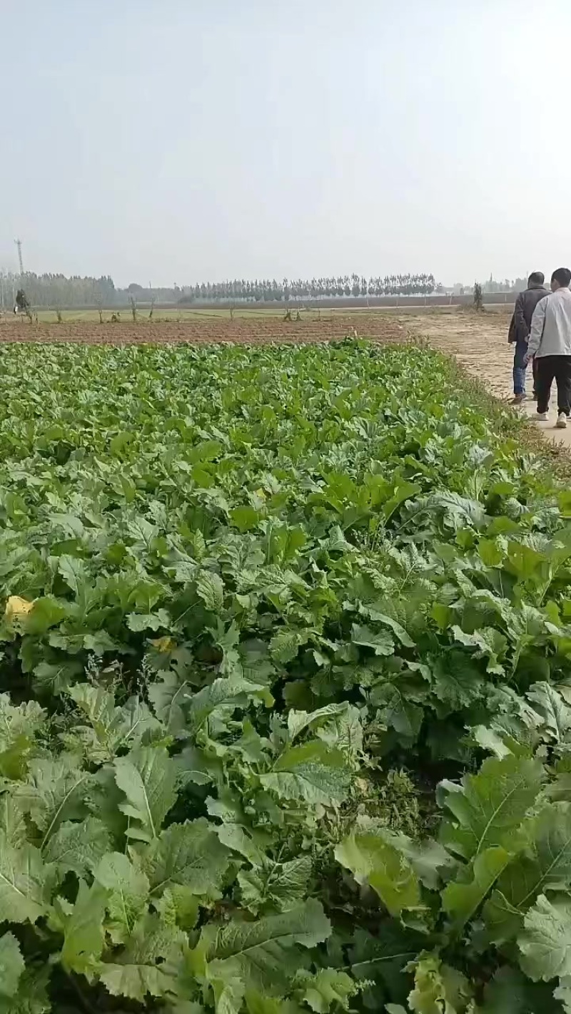 芥菜头，疙瘩大量上市中有需要老板联系我