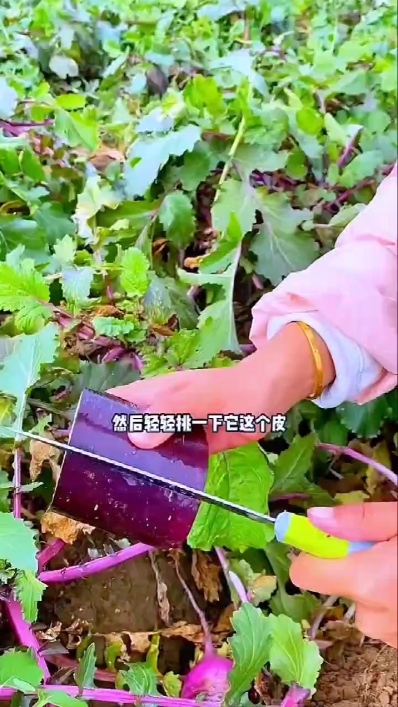一件代发沙窝萝卜冰淇淋萝卜凤梨萝卜批发价格另谈