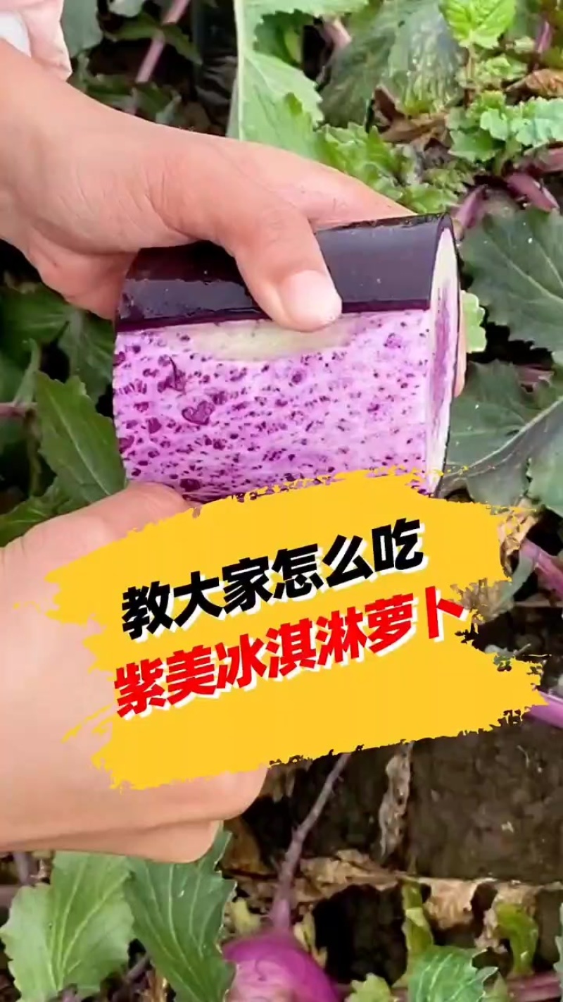 一件代发沙窝萝卜冰淇淋萝卜凤梨萝卜批发价格另谈