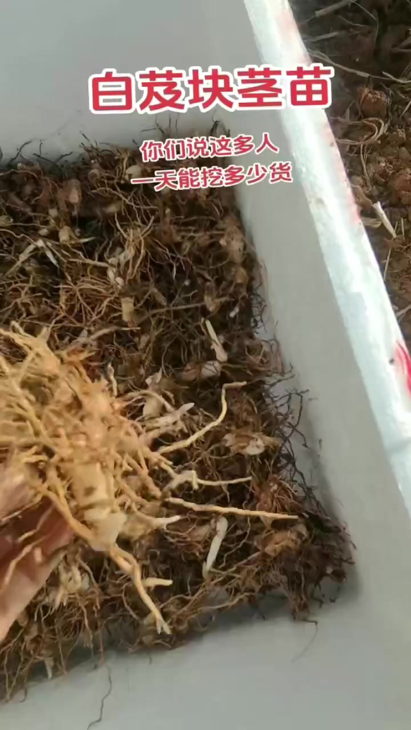紫花中宽叶白芨