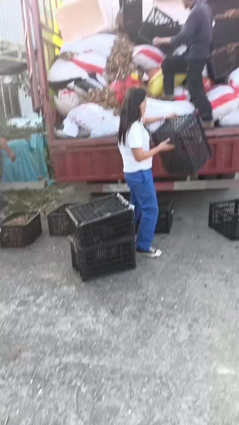 紫花中宽叶白芨
