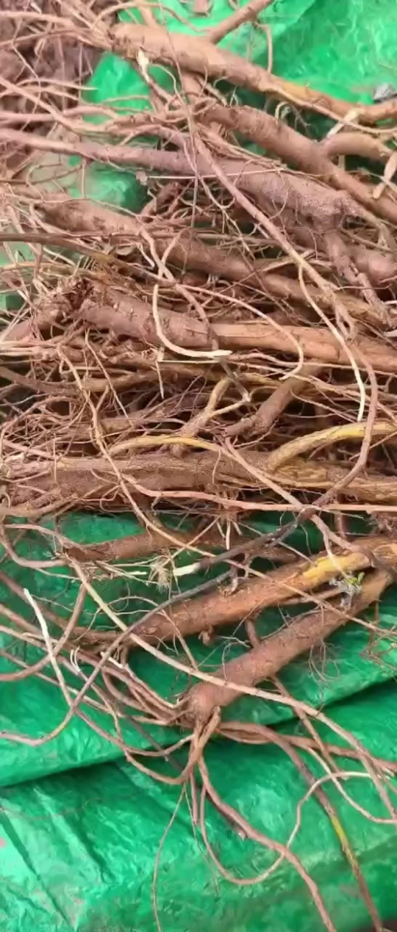 苦参