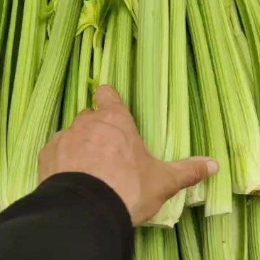 中棵西芹