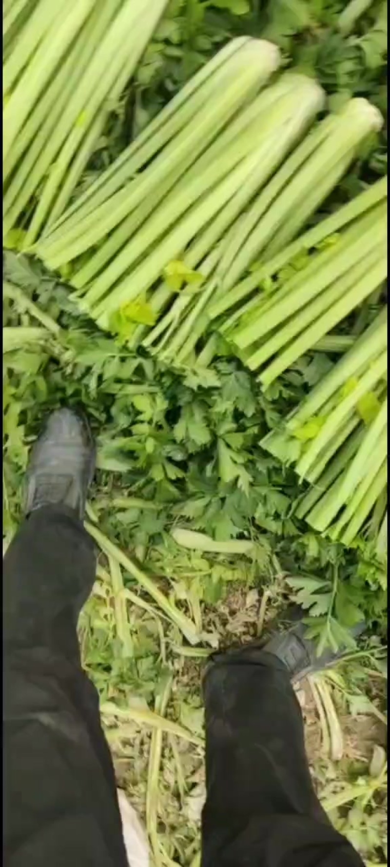 中棵西芹