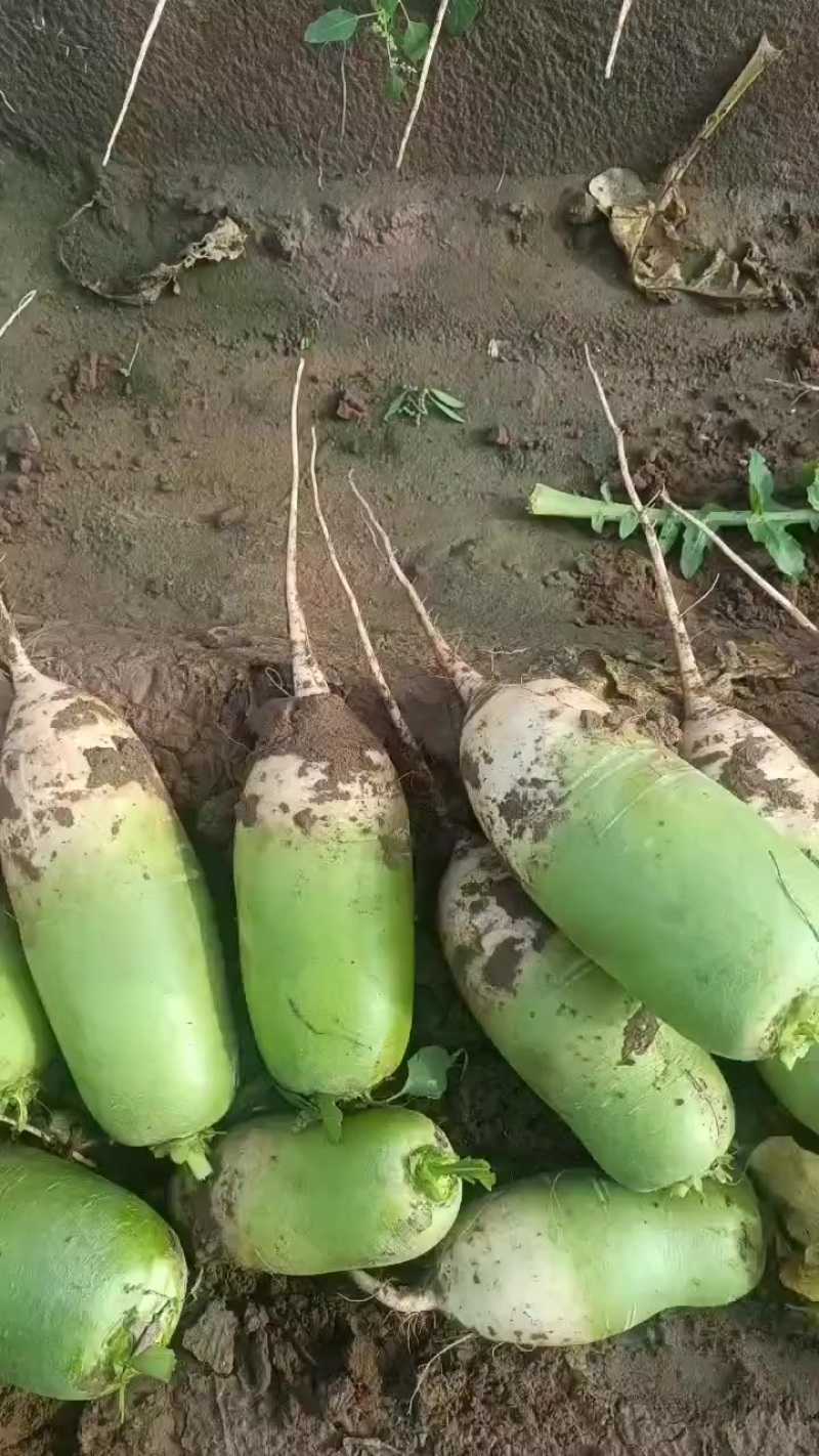 新鲜现挖青头萝卜白萝卜水果萝卜各种规格大量供应