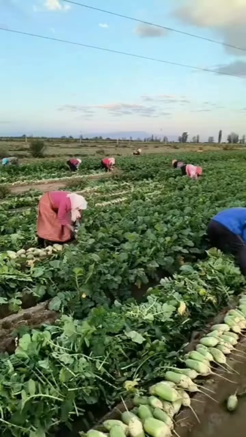 新鲜现挖青头萝卜白萝卜水果萝卜各种规格大量供应