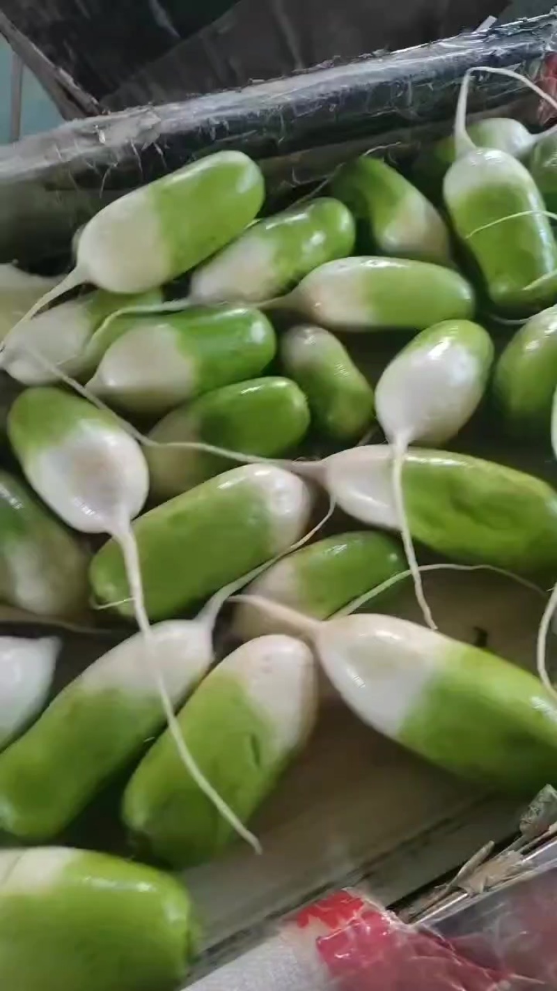 新鲜现挖青头萝卜白萝卜水果萝卜各种规格大量供应