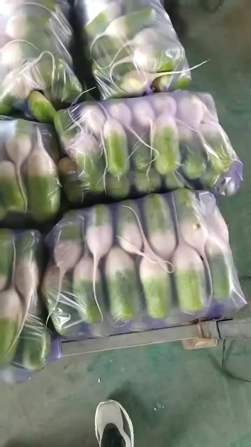 新鲜现挖青头萝卜白萝卜水果萝卜各种规格大量供应