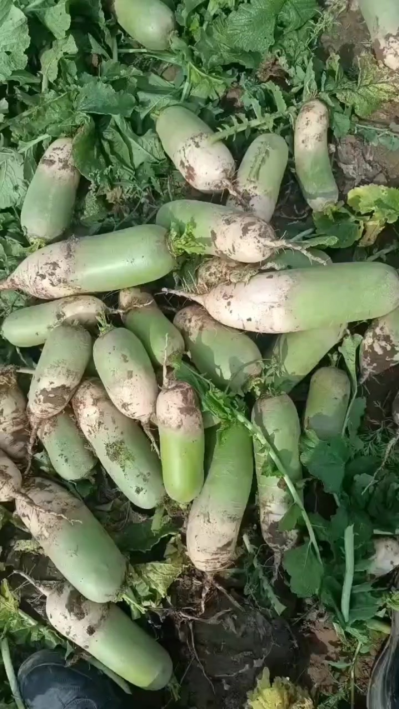 新鲜现挖青头萝卜白萝卜水果萝卜各种规格大量供应