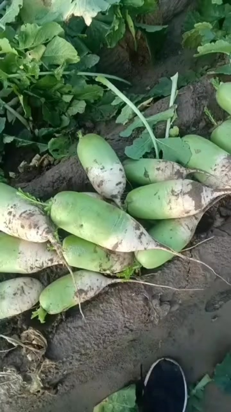 新鲜现挖青头萝卜白萝卜水果萝卜各种规格大量供应