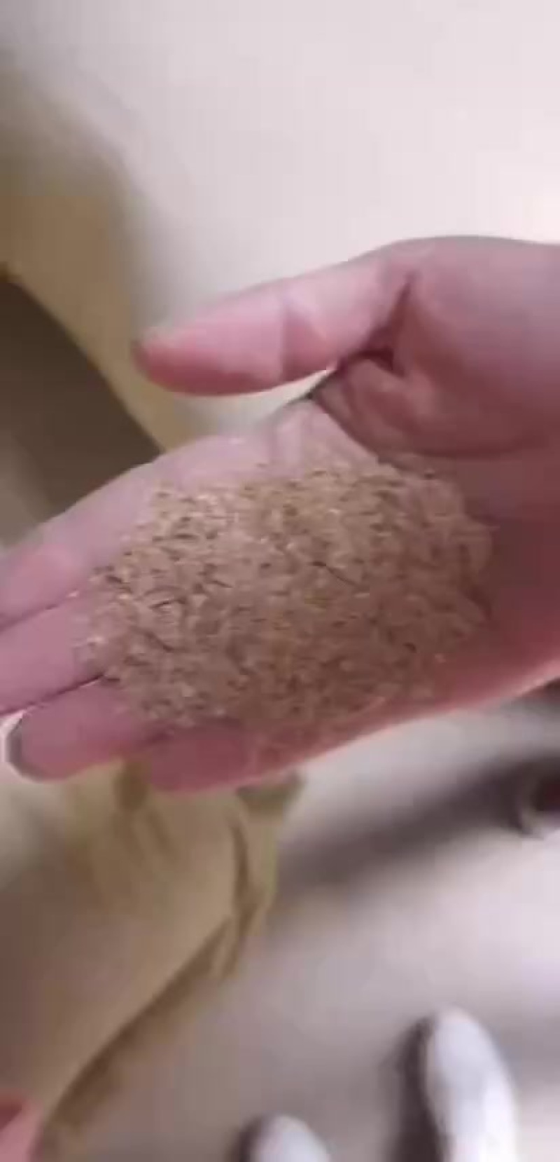 广西来宾统糠厂家直销跟单现打