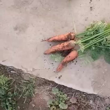 优质品