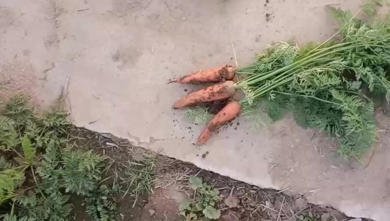 优质品
