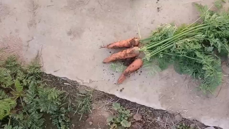 优质品