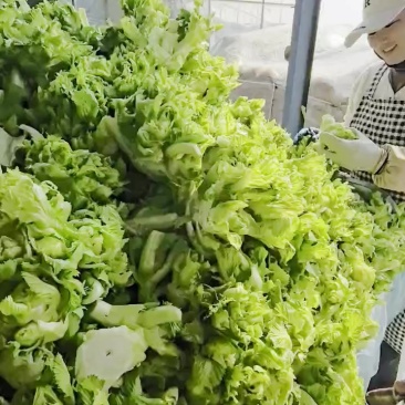 安徽宿州砀山耳菜大量上市每天能收五万斤价格便宜欢迎采购。