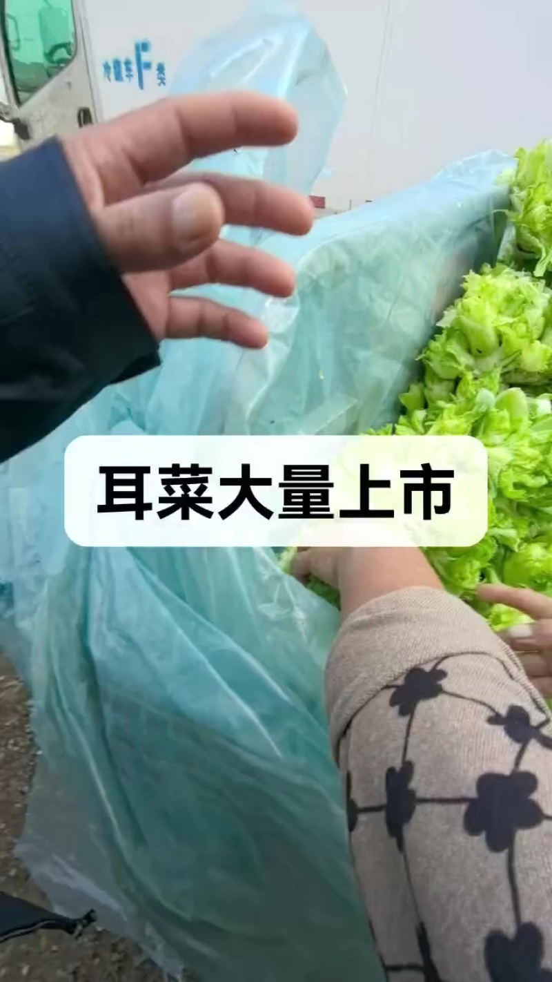 安徽宿州砀山耳菜大量上市每天能收五万斤价格便宜欢迎采购。