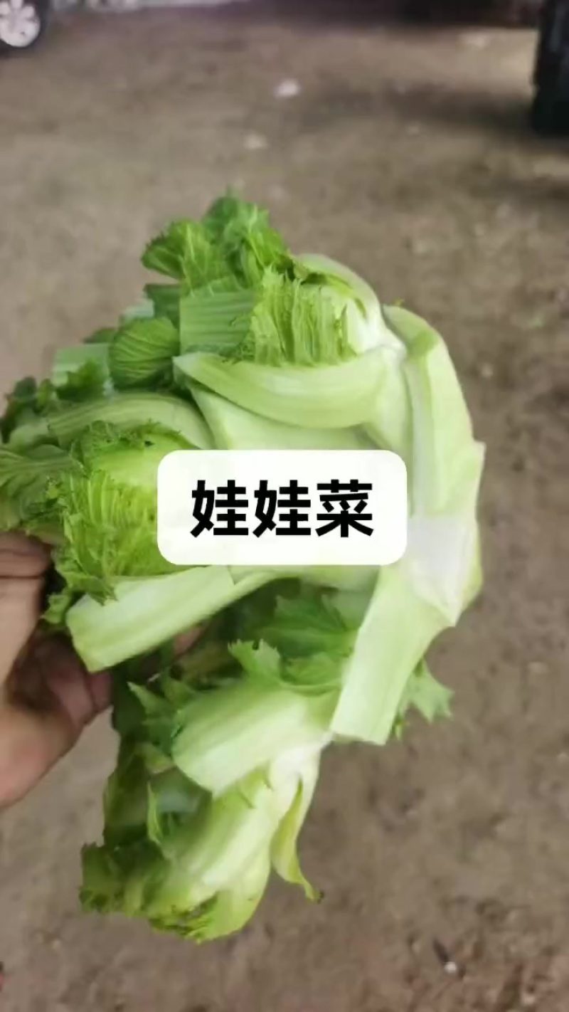 安徽宿州砀山耳菜大量上市每天能收五万斤价格便宜欢迎采购。