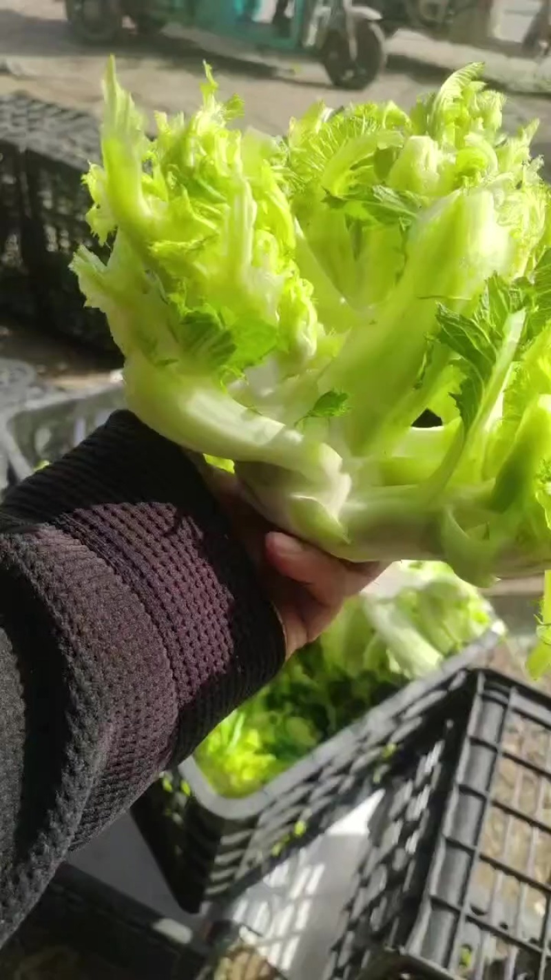 安徽宿州砀山耳菜大量上市每天能收五万斤价格便宜欢迎采购。