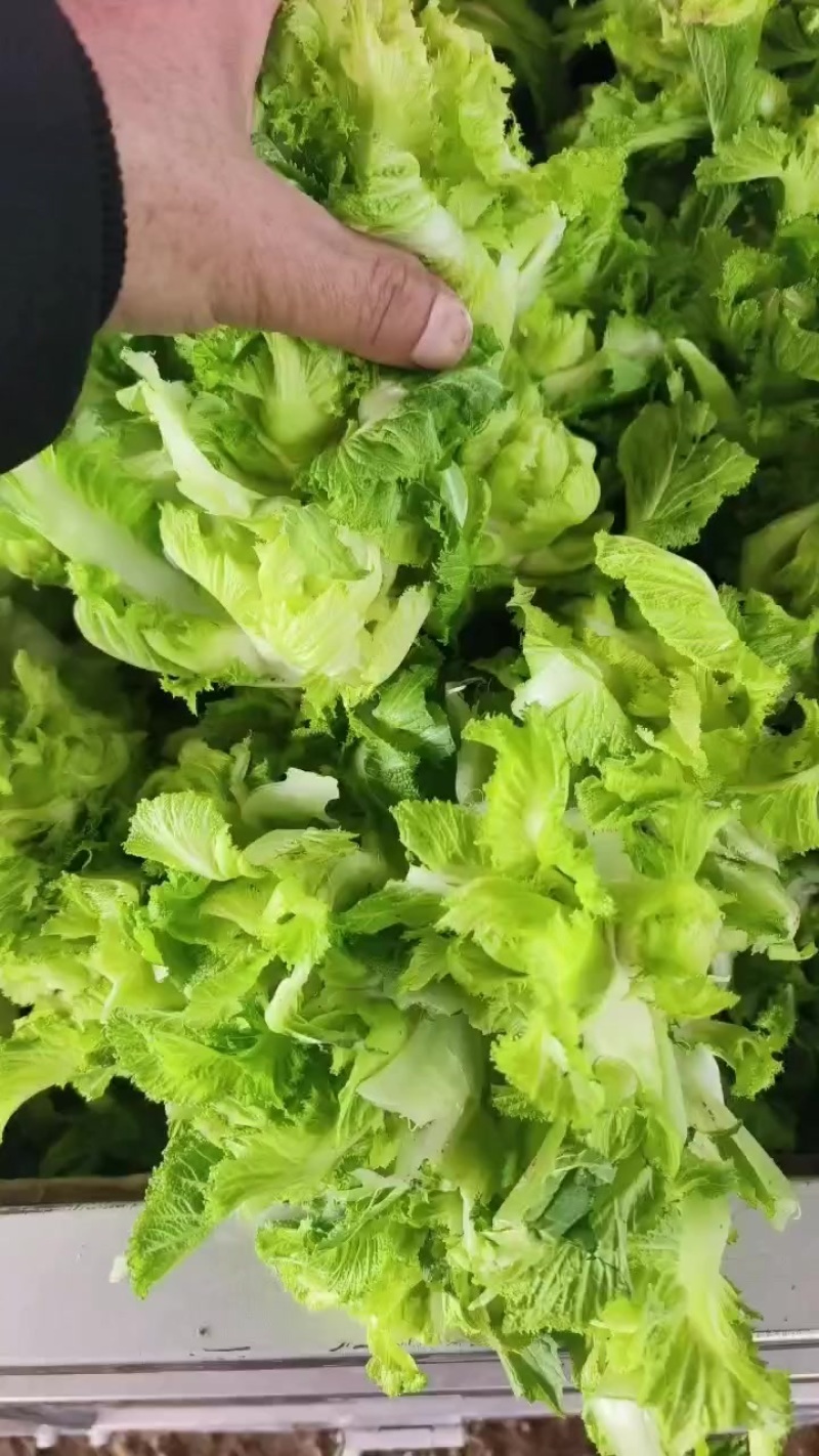 安徽宿州砀山耳菜大量上市每天能收五万斤价格便宜欢迎采购。